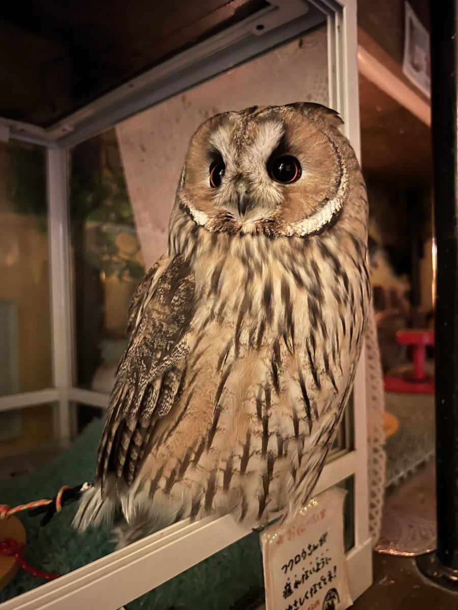 毛並みが良いね