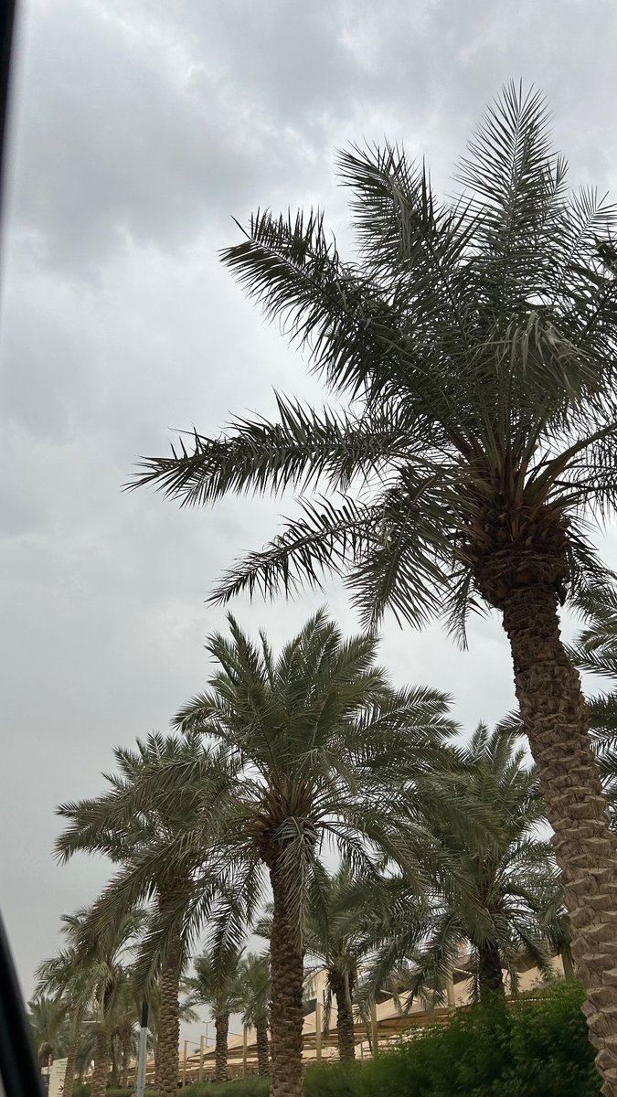ليثانا أو لمى tweet media