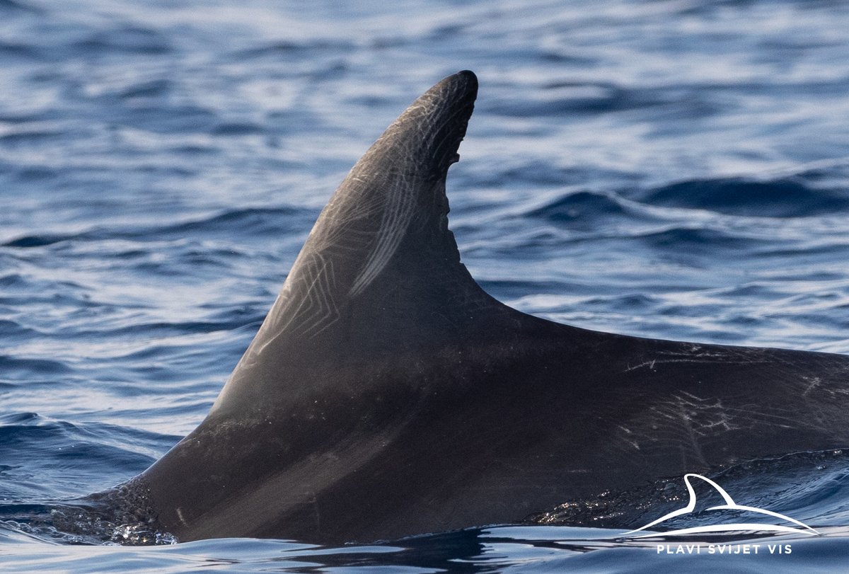 Blue World Institute tweet media