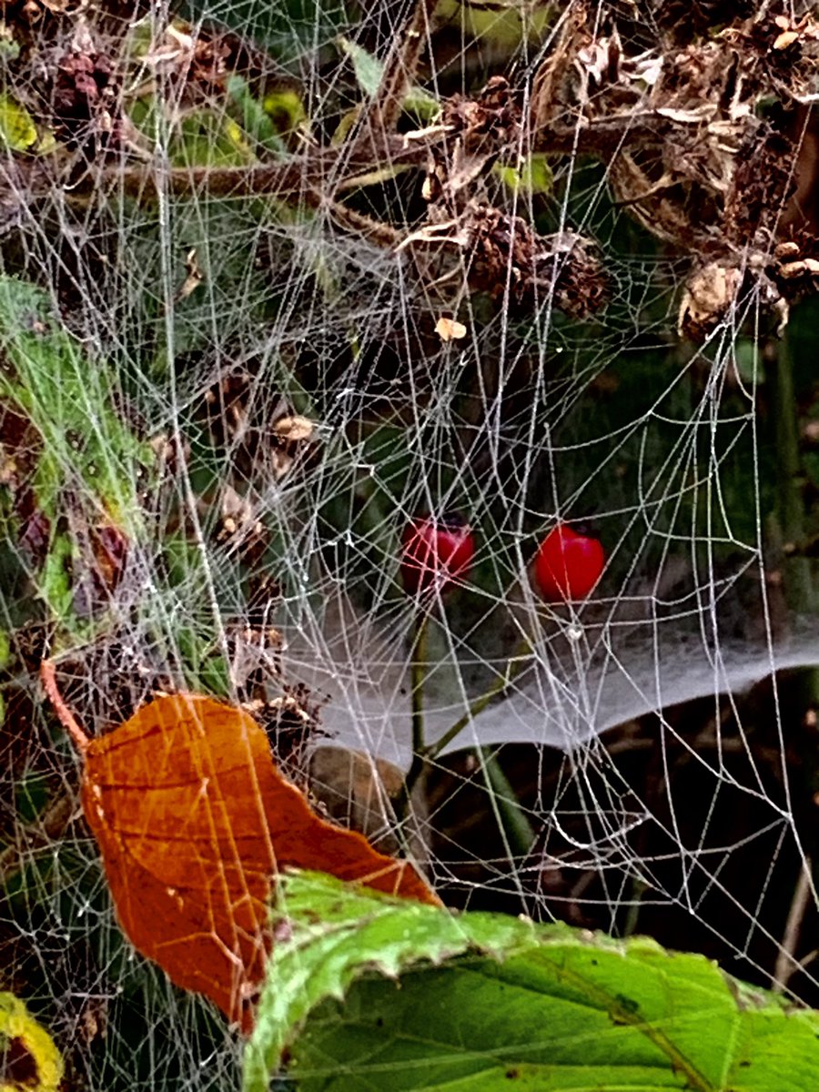 Michele Grieve tweet media