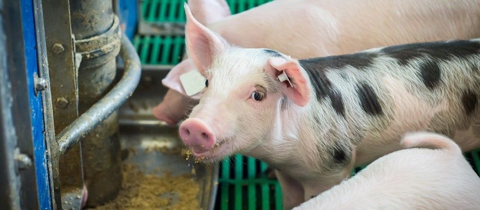 Jetzt beim #Schulwettbewerb „Echt kuh-l!“ mitmachen: „Tierisch gut! Was kommt in den Bio-Trog?“ - Es geht darum herauszufinden, wie wichtig die Wahl des Futters und der Anbau von Futterpflanzen sind und wie sich das auf Tierwohl und Umwelt auswirkt ➡️ buff.ly/4hskIEM