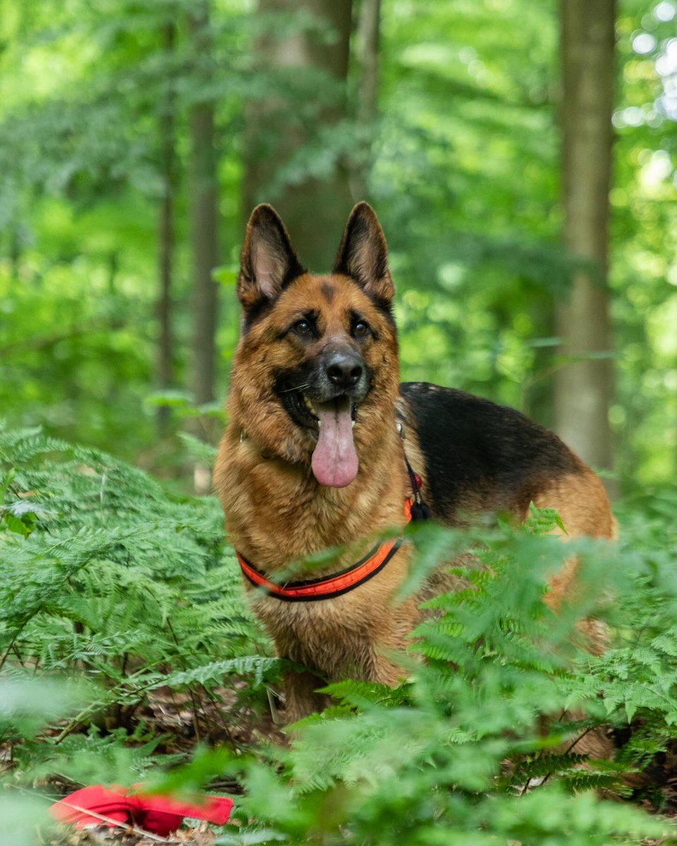 Search dog Maya (@searchdogmaya) on Twitter photo 