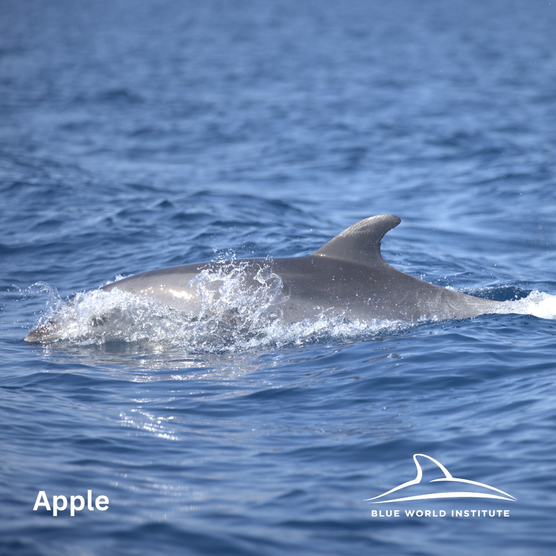 Blue World Institute tweet media