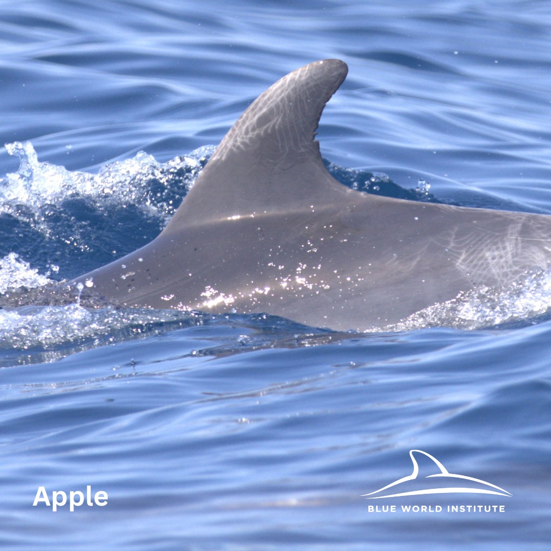 Blue World Institute tweet media