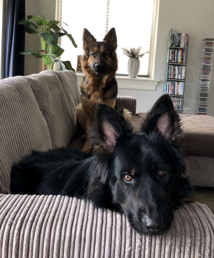 Ericak9lover's tweet photo. Nothing gives me happiness like watching my two boys smile and happy.🐶❤️
#zoo https://t.co/lypAcziT09