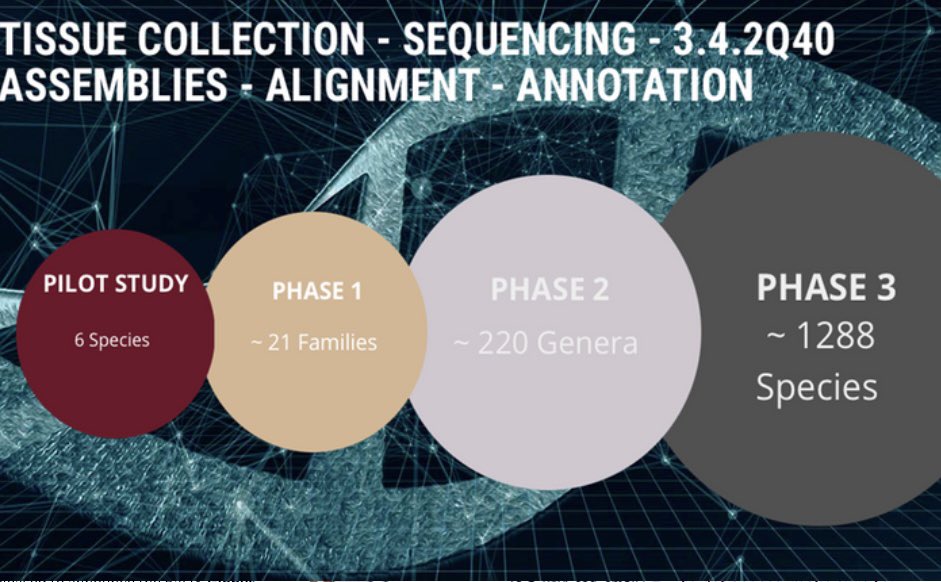 Bat1k Genome Project (@bat1kgenomes) on Twitter photo 🚨Join us today at BG24 to hear <a href="/Sonja_Vernes/">Prof Sonja Vernes, Bat Boffin🦇🌈</a> discuss the completion of the Bat1K Phase 1 and our release of the „103 best bat assemblies“@ 3pm CET / 10am EST <a href="/BioGenEurope/">Biodiversity Genomics Europe (BGE)</a>
<a href="/EBPgenome/">Earth BioGenome Project</a> <a href="/darwintreelife/">Darwin Tree of Life</a> <a href="/hillermich/">Michael Hiller</a> <a href="/BatBiology_org/">Bat Biology Foundation</a> <a href="/sangerinstitute/">Wellcome Sanger Institute</a> <a href="/mpicbg/">MPI-CBG Dresden</a> 🚨Join us today at BG24 to hear <a href="/Sonja_Vernes/">Prof Sonja Vernes, Bat Boffin🦇🌈</a> discuss the completion of the Bat1K Phase 1 and our release of the „103 best bat assemblies“@ 3pm CET / 10am EST <a href="/BioGenEurope/">Biodiversity Genomics Europe (BGE)</a>
<a href="/EBPgenome/">Earth BioGenome Project</a> <a href="/darwintreelife/">Darwin Tree of Life</a> <a href="/hillermich/">Michael Hiller</a> <a href="/BatBiology_org/">Bat Biology Foundation</a> <a href="/sangerinstitute/">Wellcome Sanger Institute</a> <a href="/mpicbg/">MPI-CBG Dresden</a>