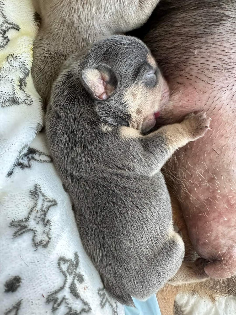 Frenchie Owners tweet media