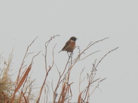 DonoghSweeney's tweet image. Spotted some Stonechats whilst on the coast road heading from Loop Head  towards Kilkee yesterday. Forgotten how beautiful they are, even on a drizzly afternoon in West Clare 💚 @BirdWatchIE #BirdsMatter #BirdsSeenIn2024 #PWC2024 #Kilkee #BirdsOfTwitter #birdphotography