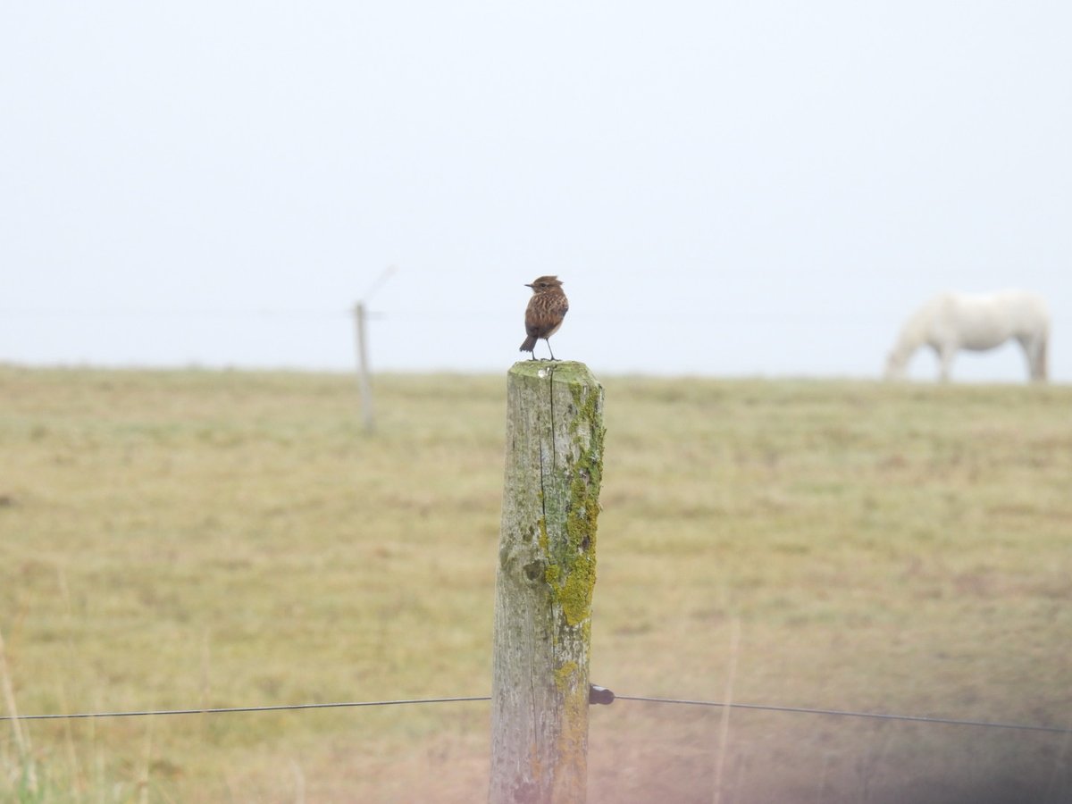 DonoghSweeney's tweet image. Spotted some Stonechats whilst on the coast road heading from Loop Head  towards Kilkee yesterday. Forgotten how beautiful they are, even on a drizzly afternoon in West Clare 💚 @BirdWatchIE #BirdsMatter #BirdsSeenIn2024 #PWC2024 #Kilkee #BirdsOfTwitter #birdphotography