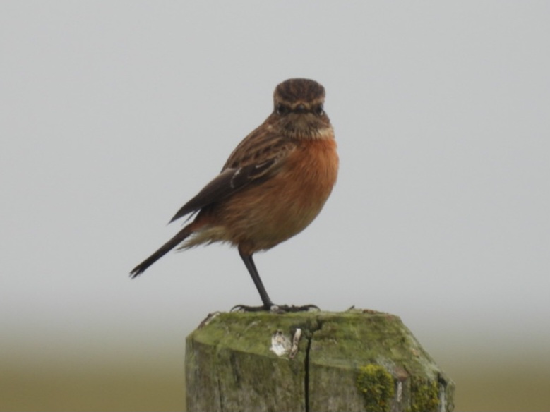 DonoghSweeney's tweet image. Spotted some Stonechats whilst on the coast road heading from Loop Head  towards Kilkee yesterday. Forgotten how beautiful they are, even on a drizzly afternoon in West Clare 💚 @BirdWatchIE #BirdsMatter #BirdsSeenIn2024 #PWC2024 #Kilkee #BirdsOfTwitter #birdphotography