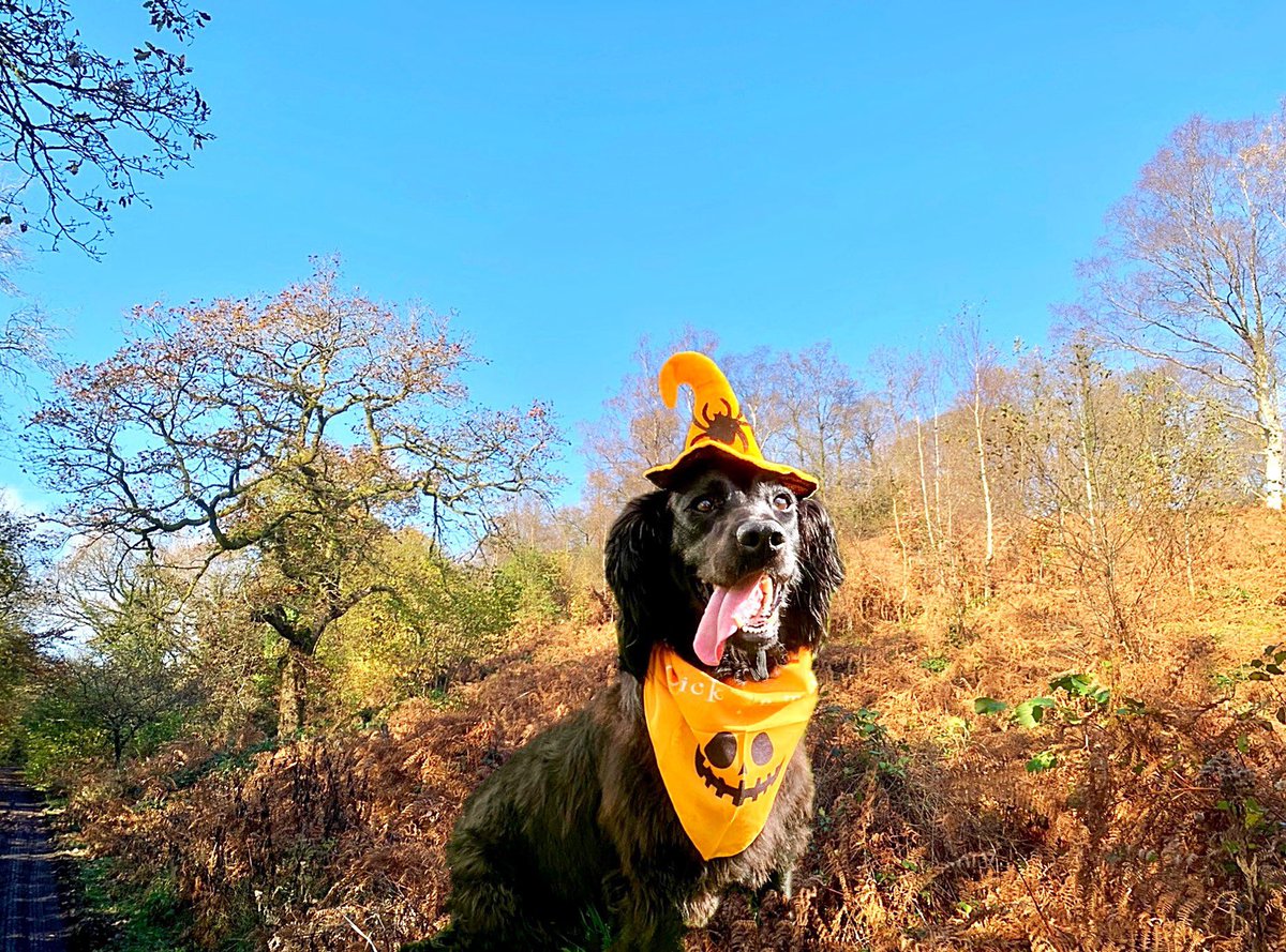 davies_parry's tweet image. #HappyHalloween! #CalanGaeaf Hapus! 
#Thursday #morning #PONTYPRIDD! @StormHour @ThePhotoHour @ITVWales @Ruth_ITV @itvweather @S4Ctywydd @metoffice #loveukweather @ItsYourWales #thursdaymood  #Halloween   #thursdayvibe #dogsontwitter