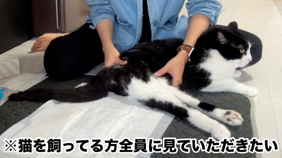 Haaachi0's tweet photo. ぜひ猫ちゃん飼ってる方
みなさんに見ていただきたいです😌
#圧迫排尿　#排泄障害　#下半身麻痺 

圧迫排尿※猫を飼ってる方全員に見ていただきたい
https://t.co/XMgHMWMAcu https://t.co/MfmrEIdoBr