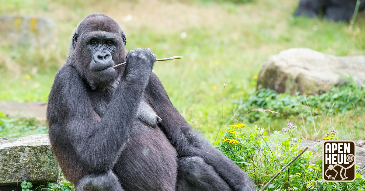 T/m zondag staan onze vrijwillige gidsen paraat om je alles te leren over gorilla’s! 🦍🥬 Kom jij 's middags de leukste weetjes opdoen? Deze activiteiten vinden plaats bij het gorilla-eiland (nr. 16 op de plattegrond), iets voor restaurant de Waaghals.
#gorilla #herfstvakantie