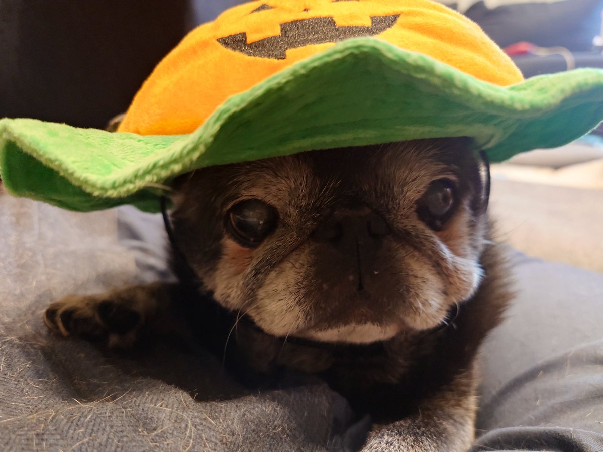 HappyHalloween‼️🎃
白内障が進んだり、足腰は弱ってきてはいるものの、まだまだ元気！