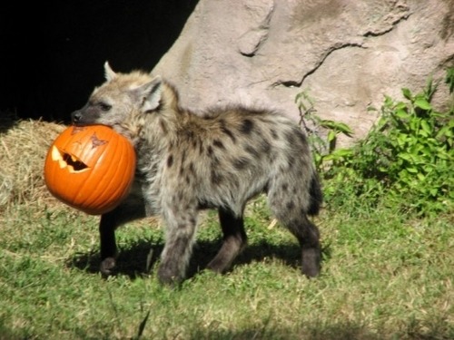AlekYeeners's tweet photo. YIPPEEEEE IT'S HALLOWEEEEEEN, THE BEST HOLIDAY EVERRRRR!!!!

NOW PUT THE CANDY IN THE PUMPKIN >:( https://t.co/ob7R3sdoV4