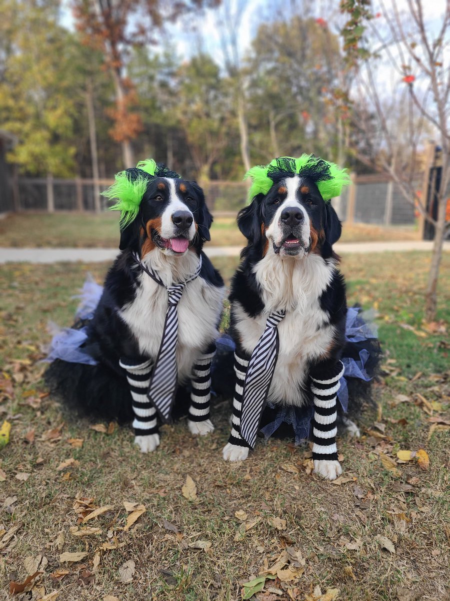 theberniebears's tweet photo. Happy Howl-o-ween!🪳🎃 Bear hugs!🧸💖

#theberniebears #bearhugs #Halloween #howloween #dogsdressedup #dogcostume #beetlejuice #beetleguese #bernesemountaindog #berner https://t.co/cJAWgR4AAK