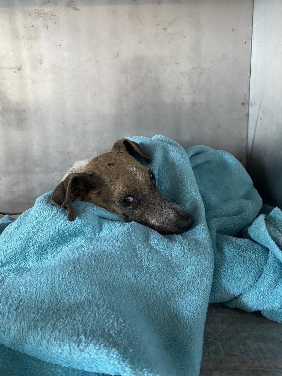 i4lanarey's tweet image. ⚠️⚠️⚠️⚠️⚠️⚠️⚠️⚠️⚠️⚠️⚠️⚠️⚠️⚠️
AJUDEM O PEQUENO 
CHAVE PIX: 11821346963 
SE TODO MUNDO QUE PODE DOASSE PELO MENOS 1 REAL PARA O NOSSO MENINO 😢😢😢😢😢🙏🏼🙏🏼🙏🏼🙏🏼🙏🏼