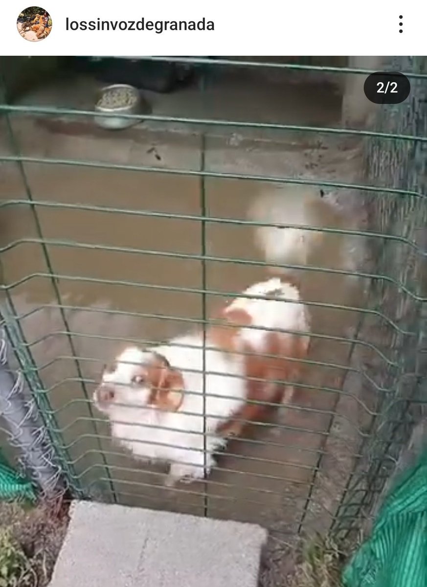 gemcantos's tweet image. Aprovecho para difundir este pequeño refugio en Granada que se ha inundado. Están pidiendo bizums de 1€ aunque sea para pagar comida para los animales (se les fue al garete con la DANA) y para pagar lonas de plástico para  los techos.