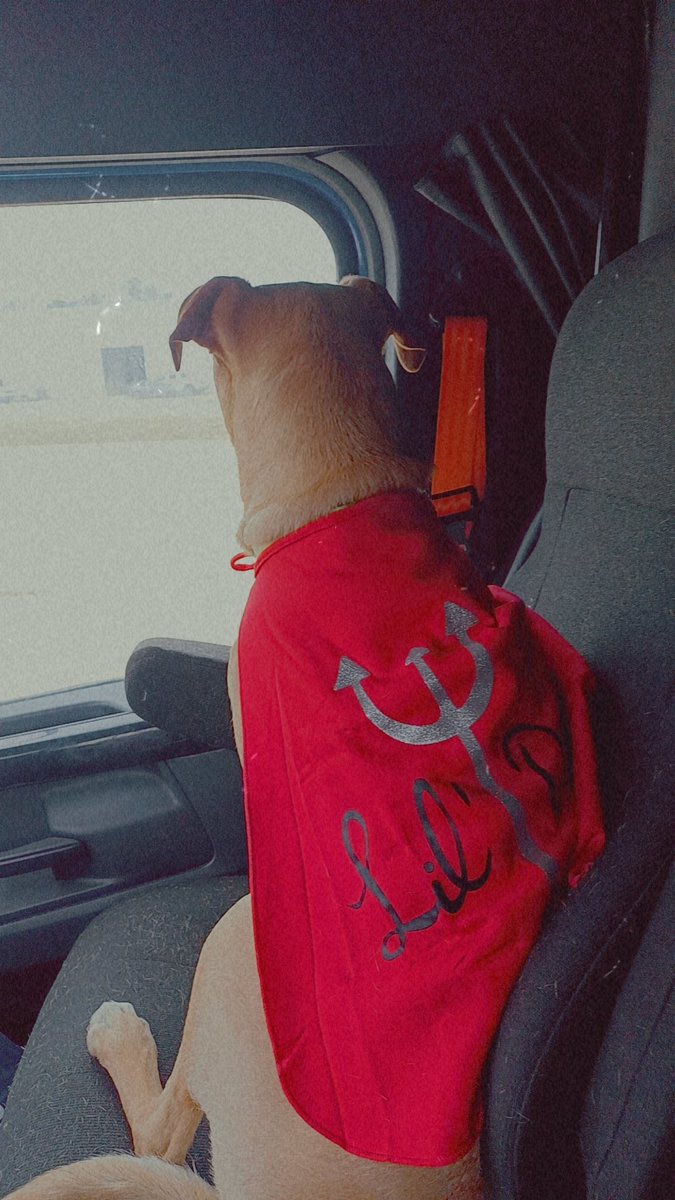 Mistresspilled's tweet photo. Happy Halloween from your favorite giant trucker with their last-minute costume, wig that hasn't seen a good brush in a month, and their dog who is such a little asshole. https://t.co/4tqS5DuRjd