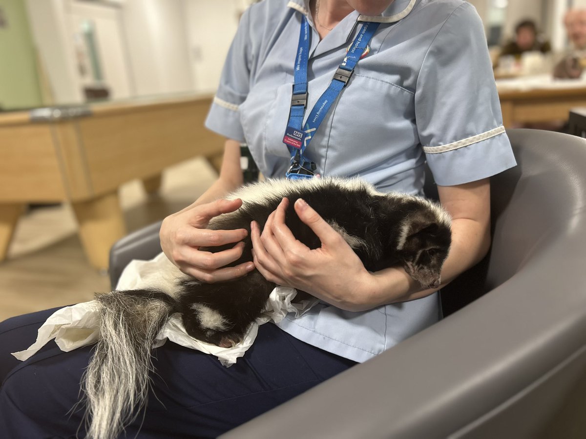 JordanGmmh's tweet photo. The best day today with service users and staff handling all the animals 😁🦨

Can we make this an everyday thing? 🤣 https://t.co/e0EpqDehWe