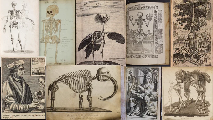 A collage of all the skeleton images featured in more detail in the thread.