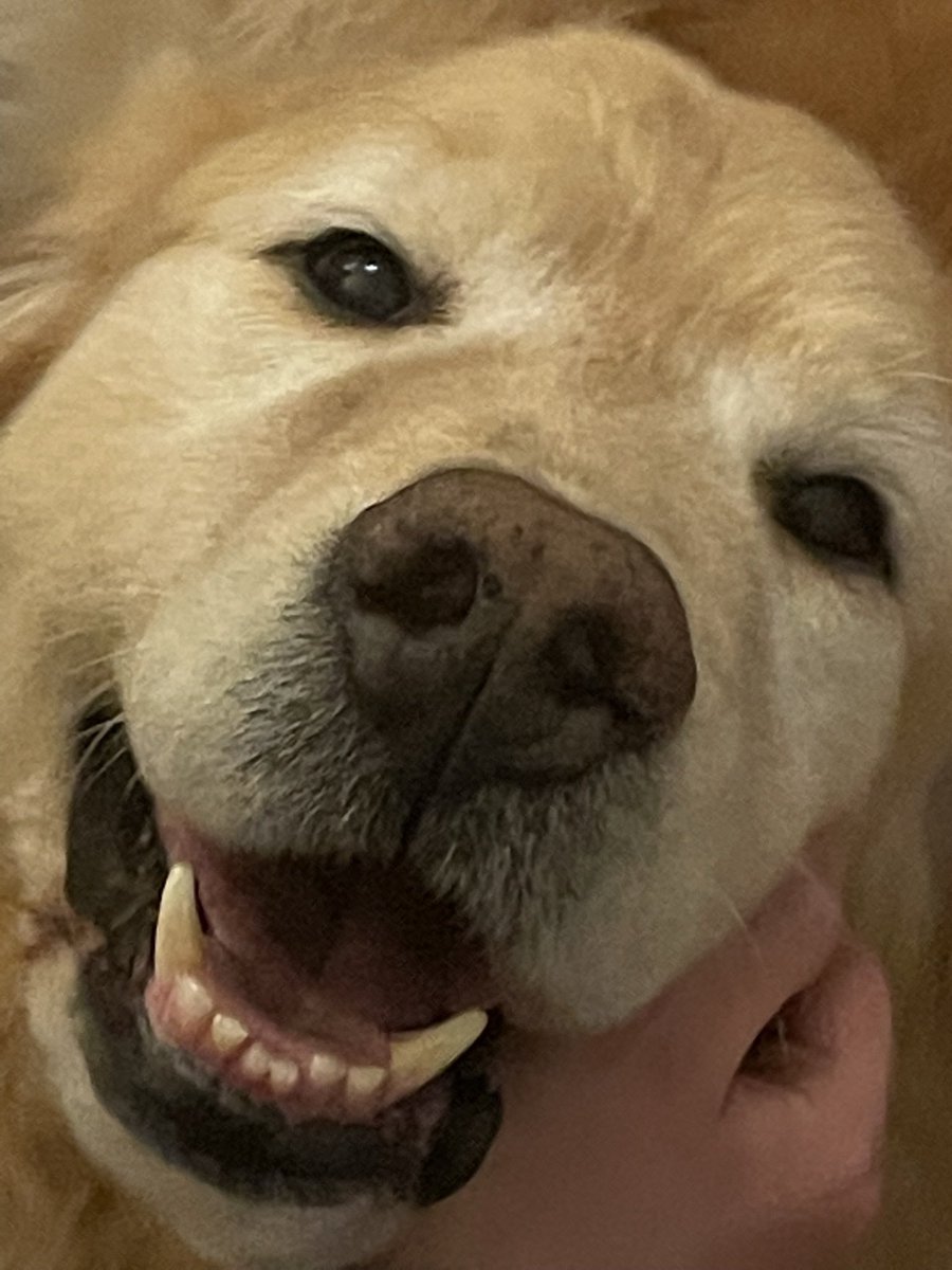 lfmerino's tweet photo. Hoy partió Horacio. Perro noble y querendón como pocos. Fue muy querido y se le echará de menos. https://t.co/8dy7R2Px84