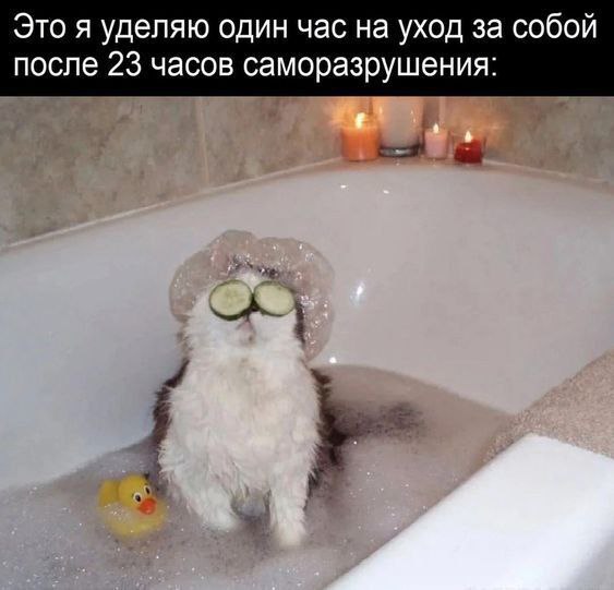 cats, i love cats (@catsilcats) on Twitter photo 