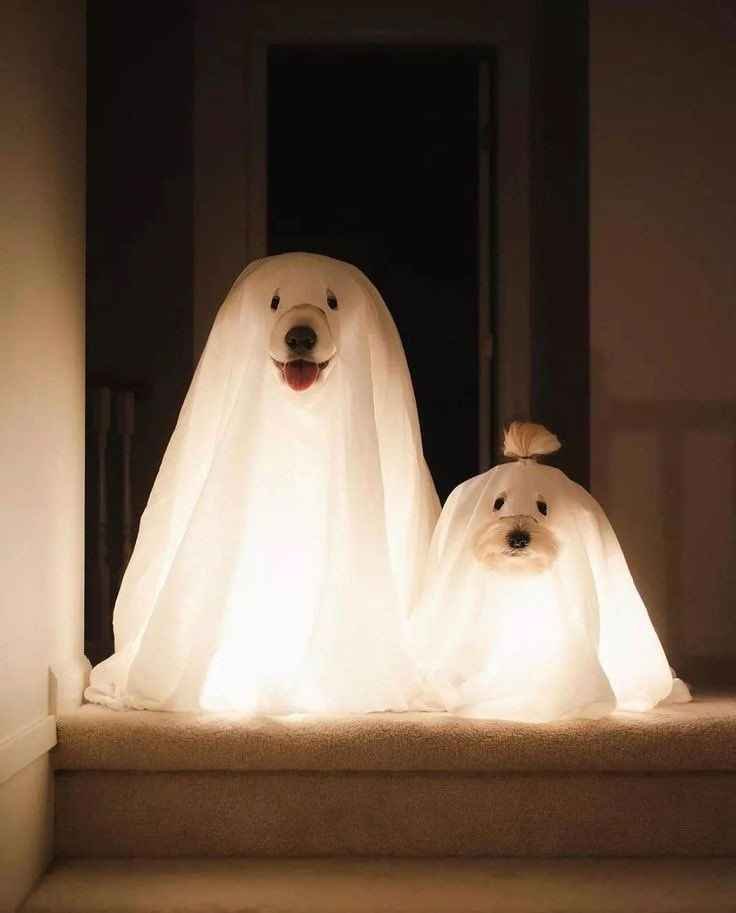 Sarge191's tweet photo. @katieshox Halloween meme every hour until call: number 1 https://t.co/4yDudVcCOV