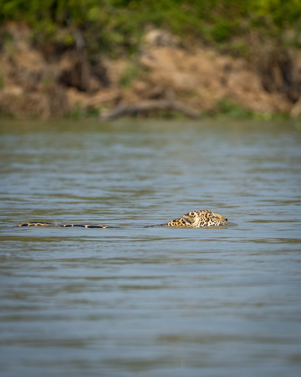 Jaguars spend more time in the water than any other big cat. This is Ti, mother to several of the other jaguars we saw, swimming across to try hunting on the other side of the river