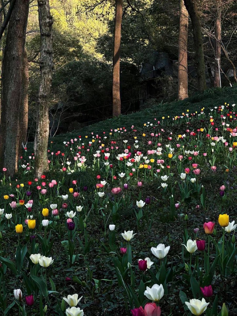 i3Moment's tweet photo. Tulips 🌷 https://t.co/KN2XbMskqo