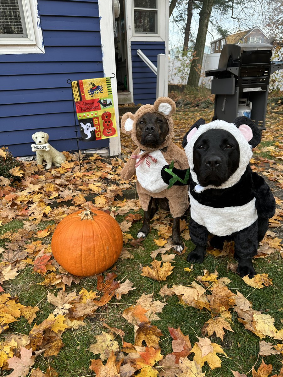 fourmeows's tweet image. Happy Halloween! 🐻🐼
👻🎃🕷️🦇🖤🧡🖤🧡#rileyandwillow 
#Halloween #howloween #bear #panda