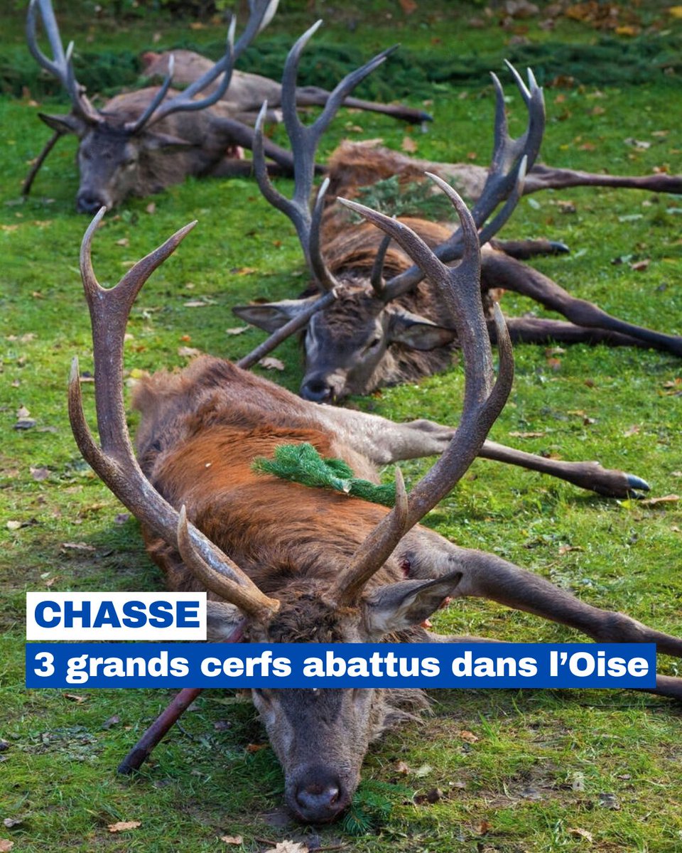 #Chasse

🦌 3 grands cerfs abattus en quinze jours dans les forêts de l’Oise !

Il reste une quinzaine de grands cerfs sur le massif, alors que la saison débute à peine, trois ont été abattus. Ces animaux sont pourtant essentiels pour la reproduction de l’espèce.

Plusieurs