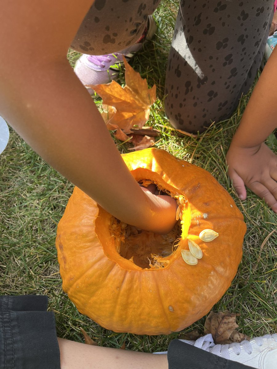 MissMertl's tweet photo. In the wolves today we carved our class pumpkin! We voted on which face it should have, scooped out the seeds and wrote down some ideas on what we should name it! 🎃 Tomorrow we count the seeds! https://t.co/AuhKHPZsLX