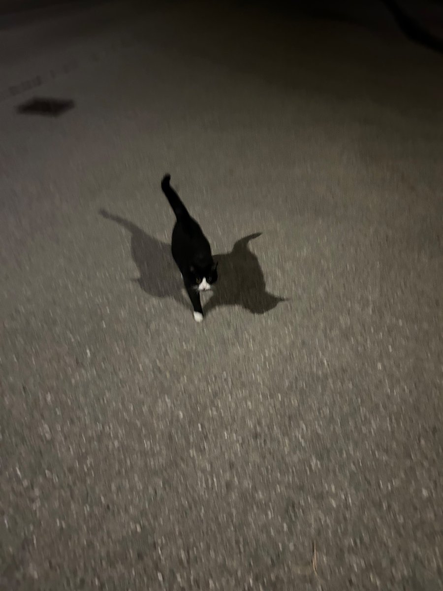 cat_potatbread's tweet photo. Внимание! Под Мюнхеном обнаружен очень хороший мальчик!
(Жаждет мой пакет из мака) https://t.co/NHRjSUC8PF