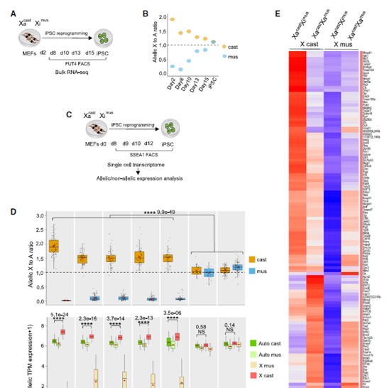 SrimontaGayen_Epigenetics lab (@srimontagayen) on Twitter photo Our work on loss of X-upregulation upon inactive-X reactivation is online in <a href="/stemcellreports/">StemCellReports</a> #StemCell #iPSC #GermCell #Embryogenesis #Xchromosome #scRNAseq <a href="/iiscbangalore/">IISc Bangalore</a> <a href="/serbonline/">SERB</a> <a href="/DBTIndia/">Department of Biotechnology</a> <a href="/EMBO_YIP/">EMBO YIP</a> <a href="/ISSCR/">ISSCR</a> <a href="/CellPressNews/">Cell Press</a> cell.com/stem-cell-repo… Our work on loss of X-upregulation upon inactive-X reactivation is online in <a href="/stemcellreports/">StemCellReports</a> #StemCell #iPSC #GermCell #Embryogenesis #Xchromosome #scRNAseq <a href="/iiscbangalore/">IISc Bangalore</a> <a href="/serbonline/">SERB</a> <a href="/DBTIndia/">Department of Biotechnology</a> <a href="/EMBO_YIP/">EMBO YIP</a> <a href="/ISSCR/">ISSCR</a> <a href="/CellPressNews/">Cell Press</a> cell.com/stem-cell-repo…
