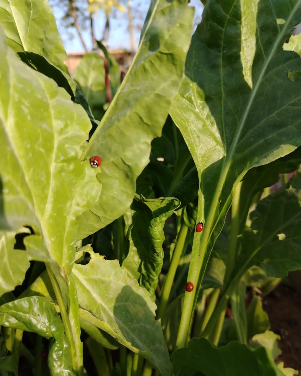Beautiful butterflies and ladybirds in the Azadi Community Garden! 🦋🐞

We love seeing them here. Their vibrant colours brighten our day and we appreciate their help controlling pests and pollinating our plants.

They're nature's little helpers 🌿🌸✨