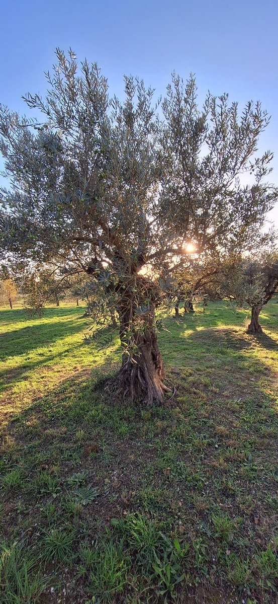 Tagada41's tweet photo. Lumière du soir à Lourmarin
#magiclight
#almostperfect https://t.co/lyMAD0gN1U
