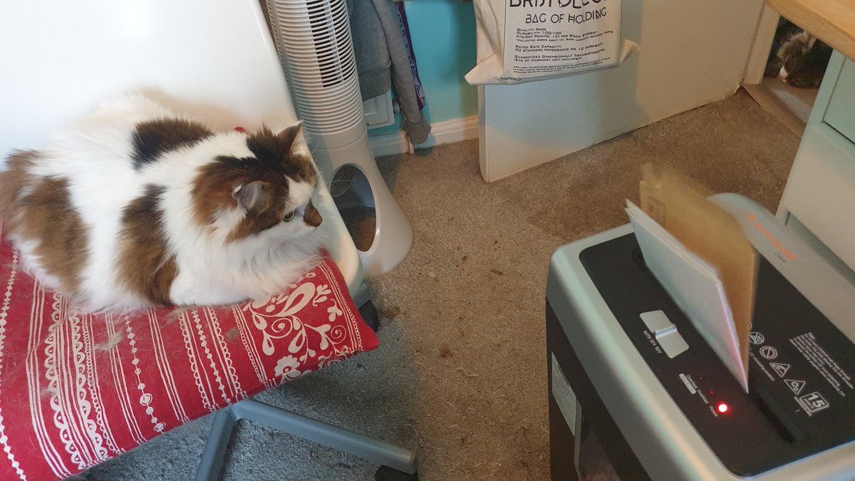 Mousecow tweet media