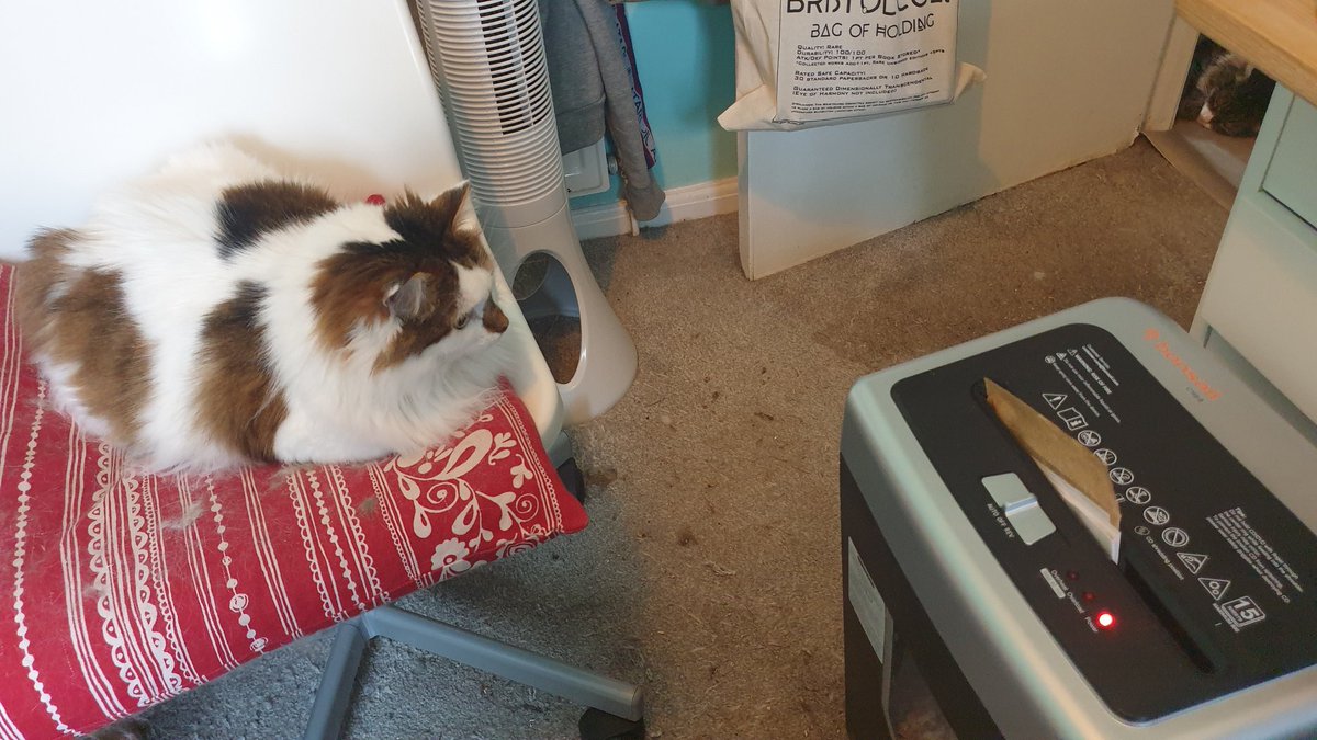 Mousecow tweet media