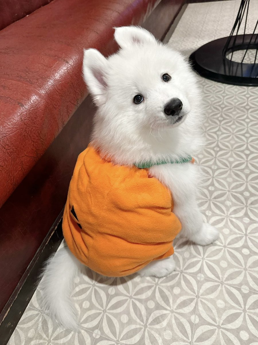 パンプキン坊や🎃