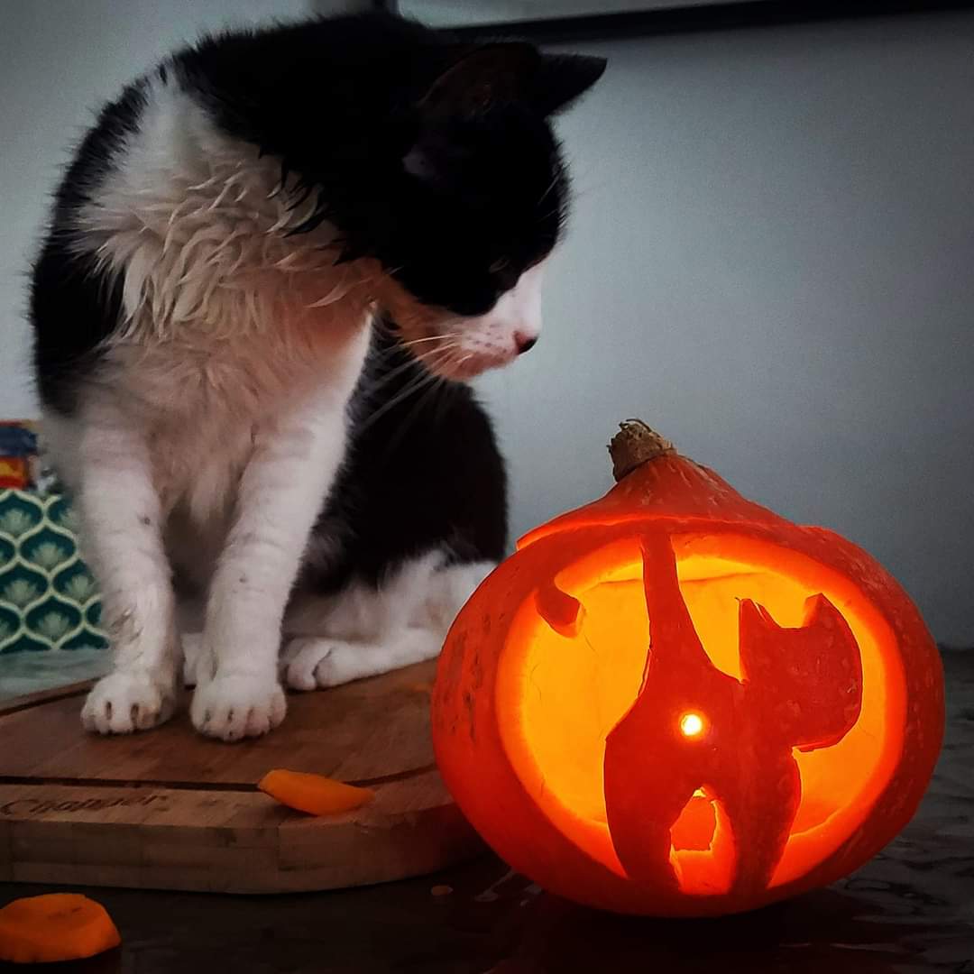 Dr Elodie Chabrol tweet media