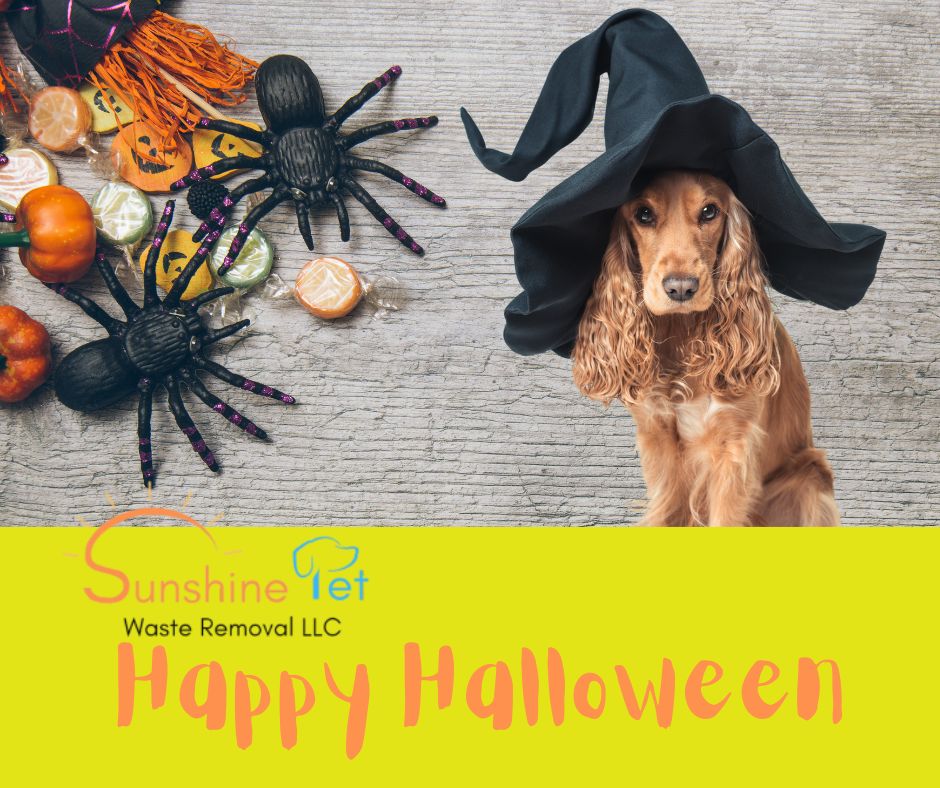 SPWRLLC's tweet photo. 🎃 Wishing you a hauntingly fun Halloween filled with treats, spooky surprises, and plenty of puppy cuddles! 🐾👻 Stay safe and enjoy the night! #HappyHalloween #TrickOrTreat #SpookySeason #PuppyLove https://t.co/iNLBRiS4pw