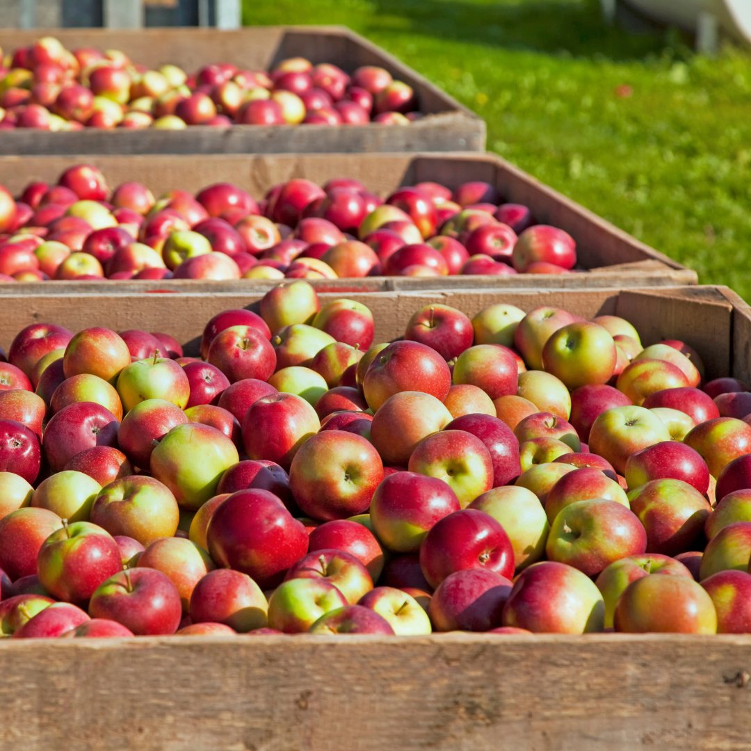 eatfarmnow tweet media