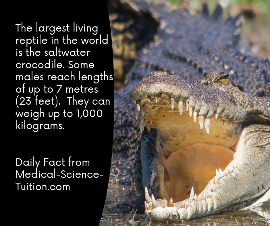 MedSciTuition's tweet photo. Daily Fact from https://t.co/Cp41zVKb1Y 
GCSE and A-level Science one to one and group tuition provided by expert, experienced, qualified teachers. Contact us for more details or to sign up. 
Email: admin@medical-science-tuition.com 
Or
What's app:  07743 245859. 
#science
#GCSE https://t.co/JrjEUATBP4