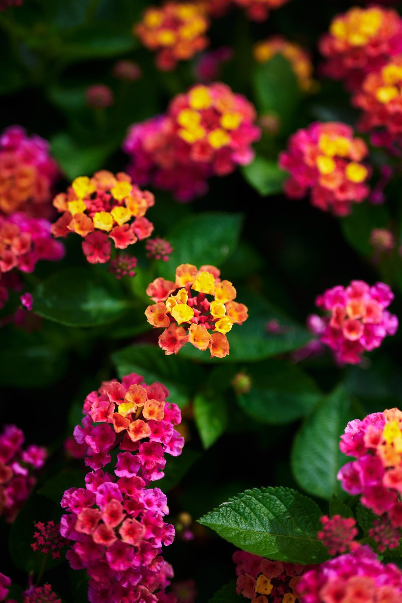 Oshinsan8's tweet photo. #写真好きな人と繋がりたい
#ファインダー越しの私の世界
#キリトリセカイ
#花写真部
#Nikon
#私とニコンで見た世界
#Z5
#Z50mmf18s https://t.co/fJBvtezOP1