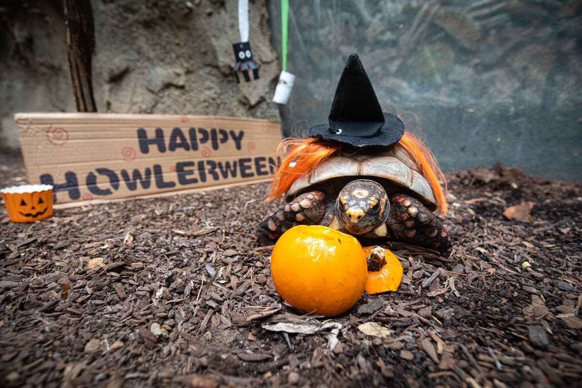 Happy Halloween from everyone here at the Buffalo Zoo! 🎃