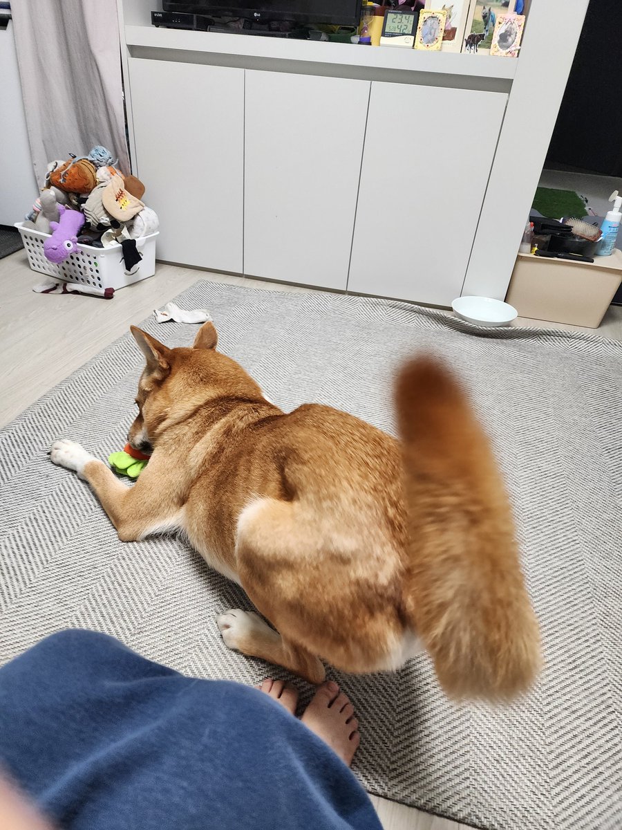 pp_imbo's tweet photo. 임보자 운동하고 왔다고 다시 반겨주는 희망이
평소에는 장난감을 잘 가지고 놀지 않지만 아주아주 신날 때는 장난감을 가지고 놀아요!

#가족찾는희망이 https://t.co/kajheW3yRd