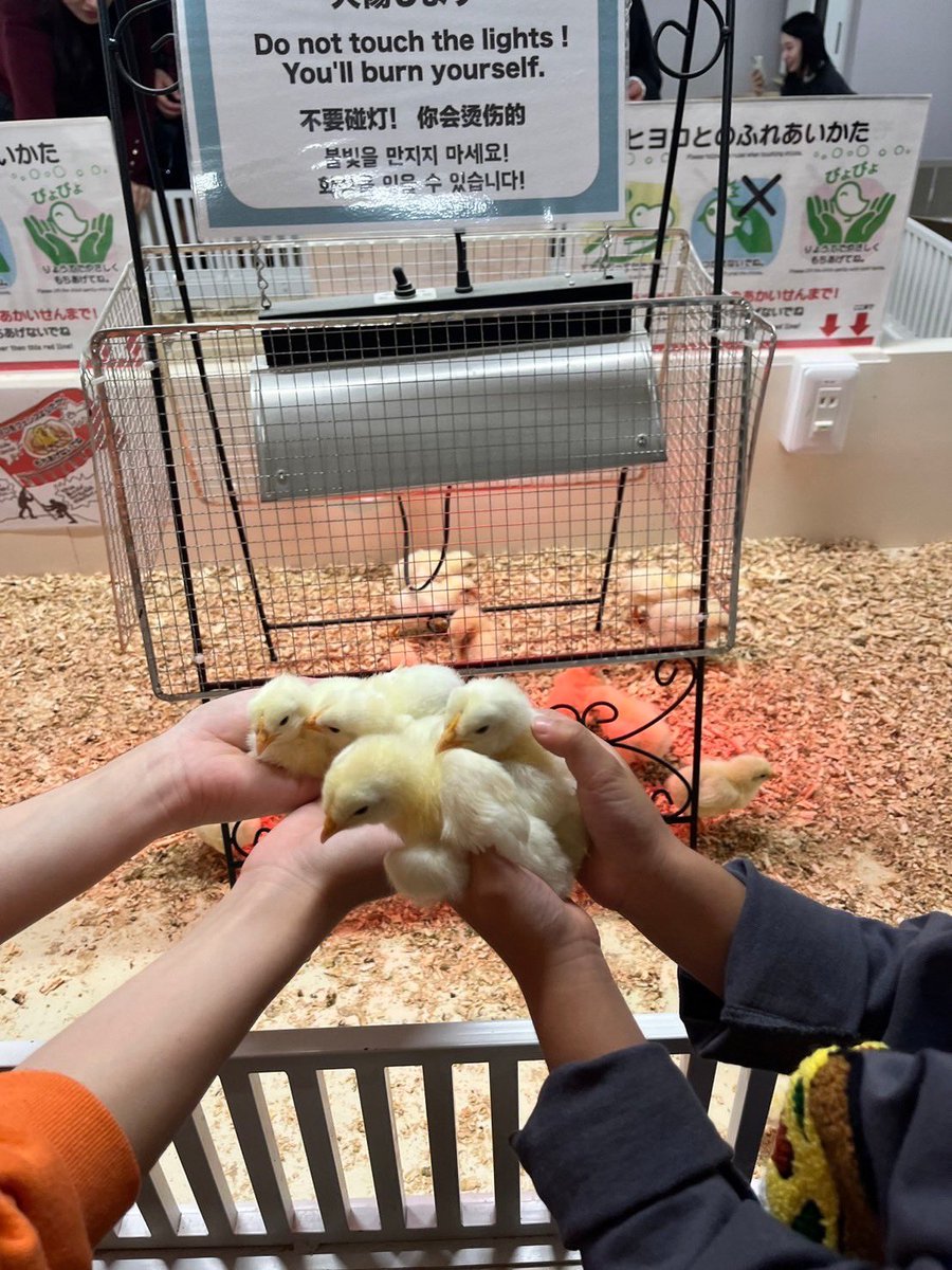 ds_ringo's tweet photo. まさかの2週連続アニタッチな休日でした☀️
おちびたちの1番人気はひよこ🐣
可愛すぎる〜て言ってる君たちが1番可愛かったよ💗
この前はひたすら寝てた🐷ちゃん起きてて触れた〜！
明日からまた頑張りましょう〜！！！
ハッピーハロウィン🎃

#りんごの休日🍎
#私の推しはアルマジロ
#ふれあい型動物園 https://t.co/TjFgOlpy6b