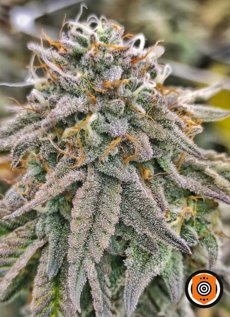 ¡Estos cogollos están tan repletos de #tricomas que parecen pura escarcha! ❄️
¡Nos encantan! 💚
La 📷 muestra un cøgollo principal de nuestra increíble, sabrosa y una de las novedades 2024 de #Kannabia: Pure Skunk Go Fast 🧡🎉⚡️
kannabia.com/es/semillas-ma…

🎃 Ahora en #oferta 2️⃣✖️1️⃣