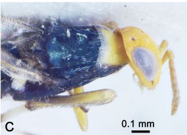 First records of the families Metapelmatidae and Neanastatidae (Hymenoptera, Chalcidoidea) in Saudi Arabia 

#Biodiversity #ecosystemservice #Metapelma #Neanastatus #parasititoids #newrecords #checklist #checklistjournal #pensoftpublishers
